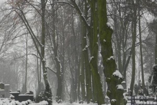 Żeniszek, aksamitki i begonie upiększają Park im. Juliusza Słowackiego